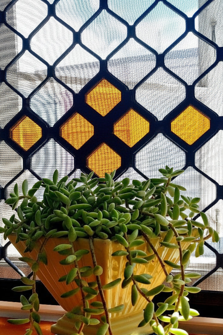 Diamond Dazzler  (6 pack)  -  Orange